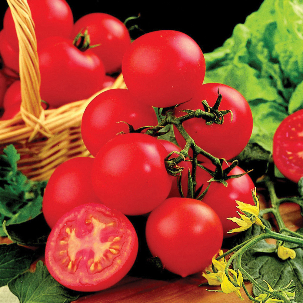 YouGarden Tomato Shirley F1 plug x 6 Image 1