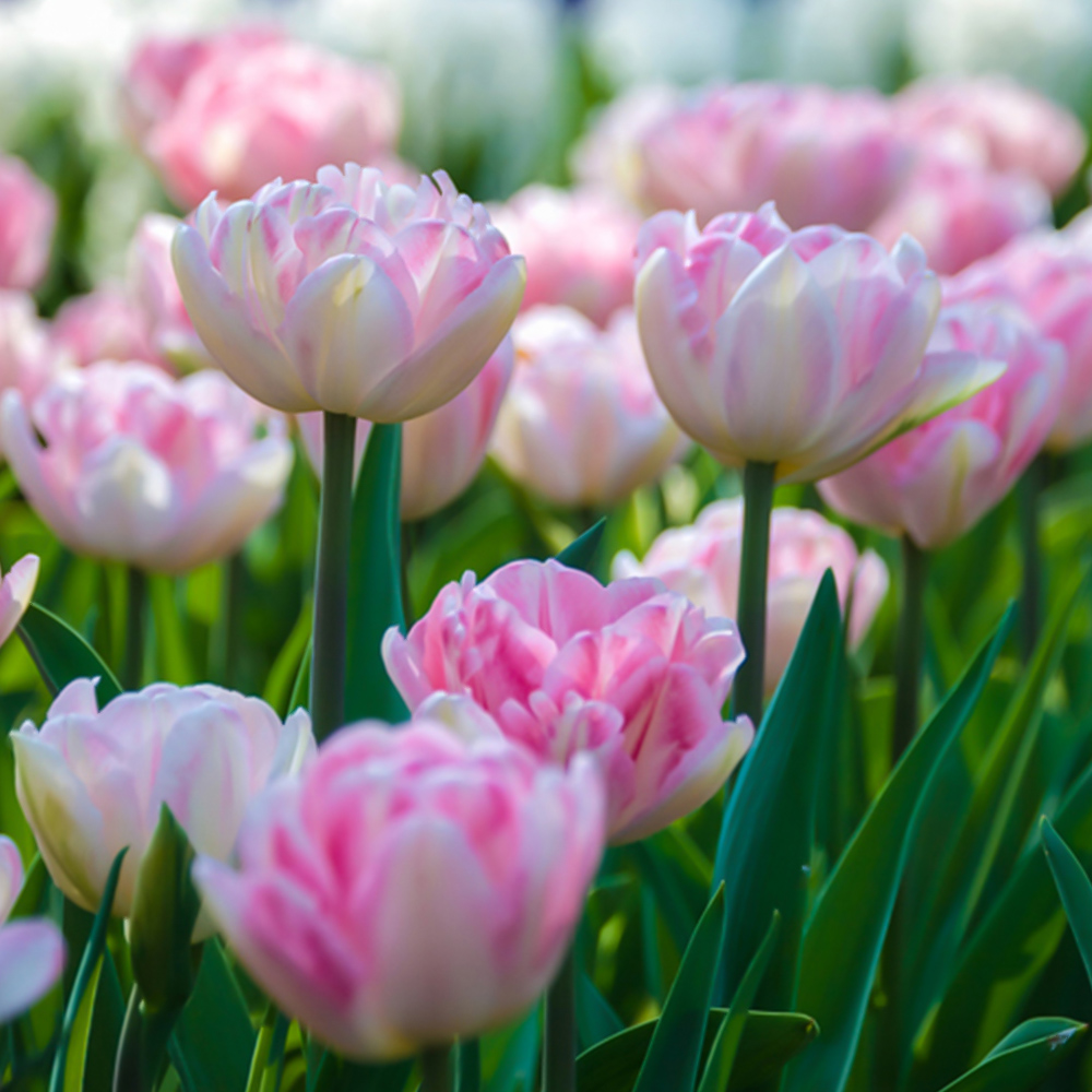 wilko Tulip Double Pink Planting Bulb 20 Pack Image 2