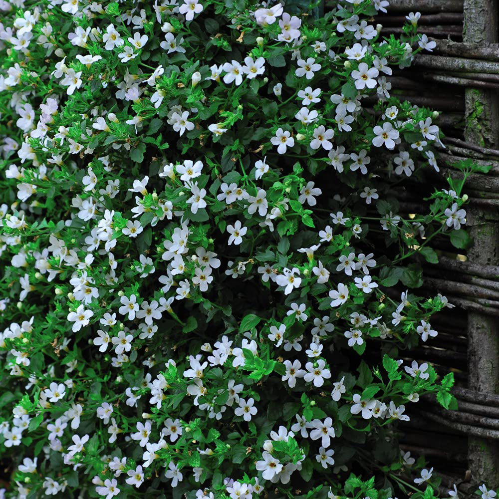 Thompson and Morgan Bacopa Snowtopia Plant Plug 48 Pack Image 6