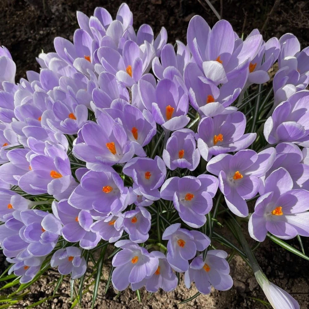 Thompson and Morgan Crocus Vanguard Planting Bulb 16 Pack Image 4