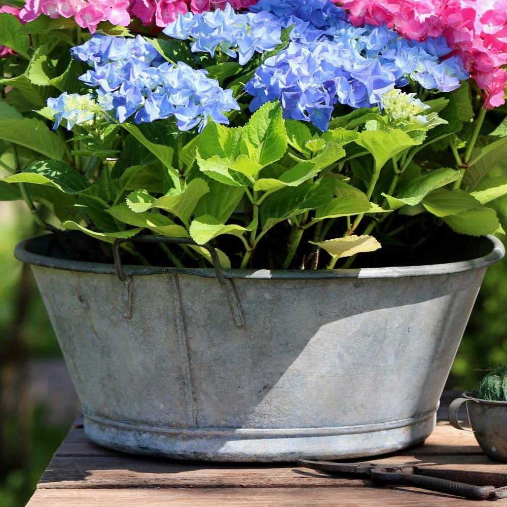 Thompson and Morgan Hydrangea Early Blue Plant Pot 10.5cm 2 Pack Image 4