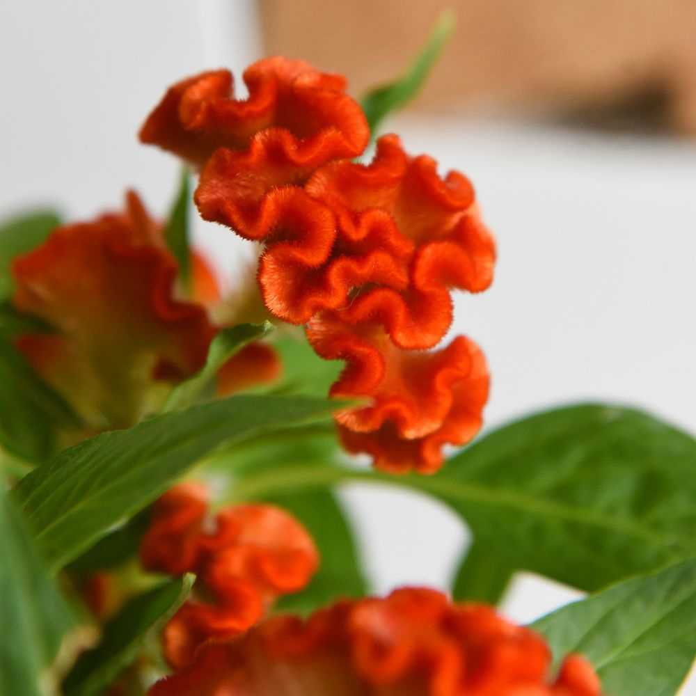 Thompson and Morgan Celosia Hot Topic Mix Potted Plant 2cm Image 4
