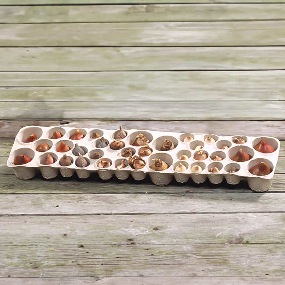 wilko Blooming Fast Balcony Beauty Pod Mixed Bulb 38 Pack Image 1