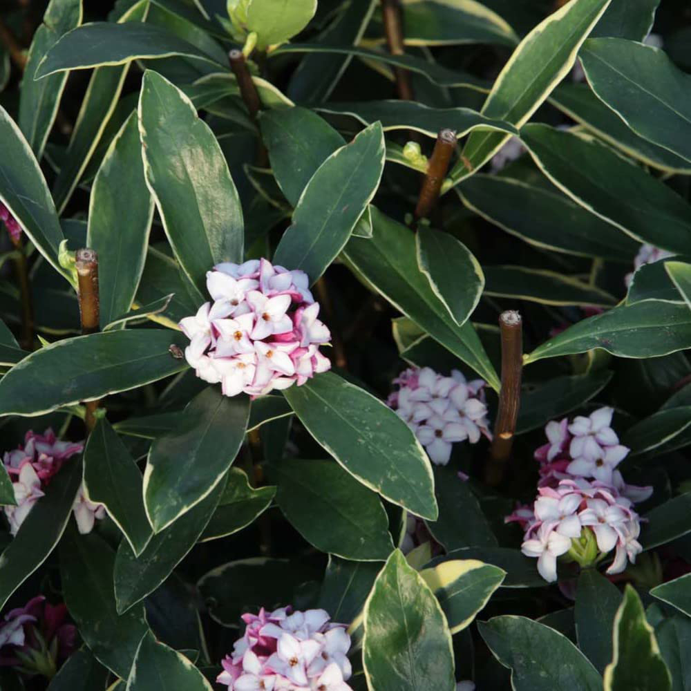 Thompson and Morgan Daphne Odora Auremarginata Potted Plant 13cm Image 2