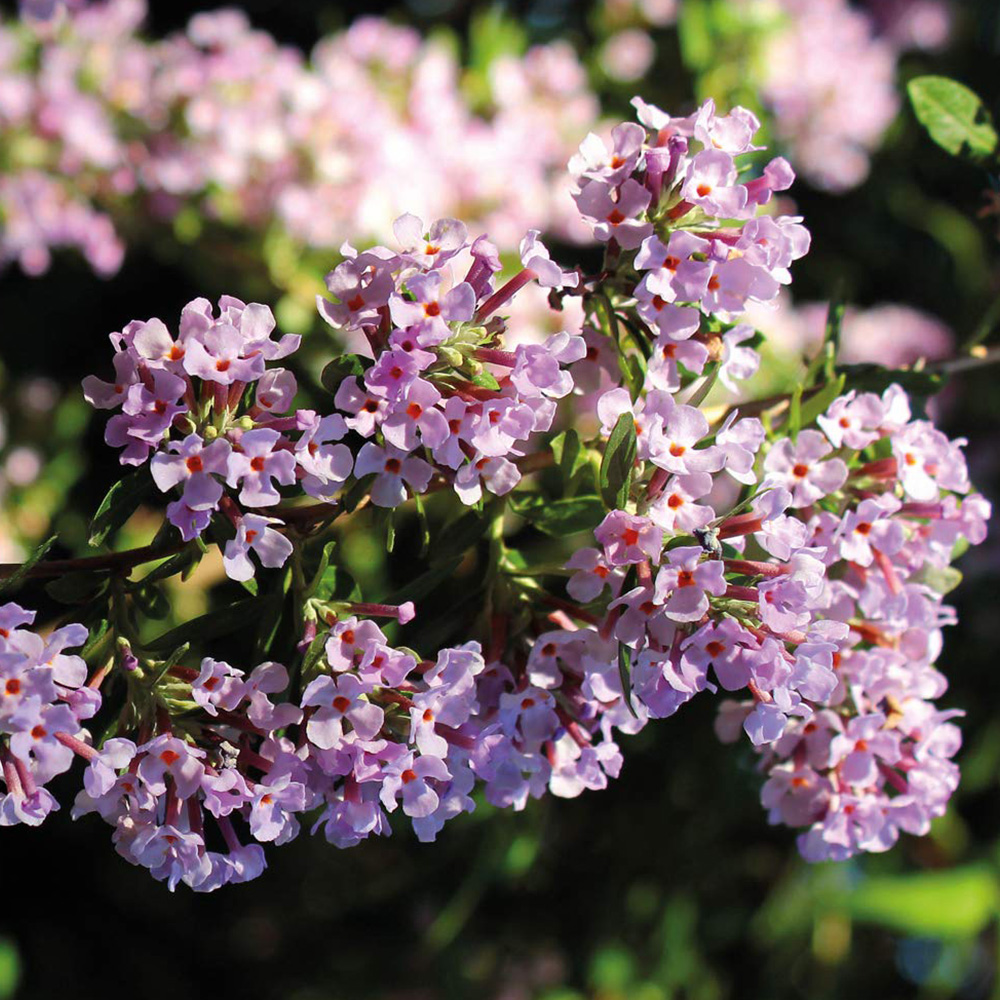 Thompson and Morgan Buddleja Alternifolia Alternifolia Plant Pot 3.6L Image 1