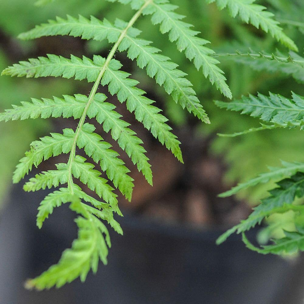 Thompson and Morgan Fern Dicksonia Antartica Plant Pot 9cm Image 2