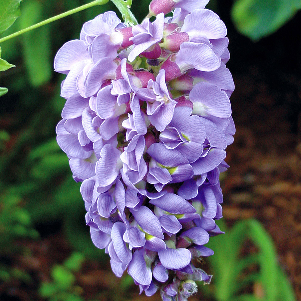 YouGarden Wisteria Amethyst Falls Plant Pot 15cm Image 3