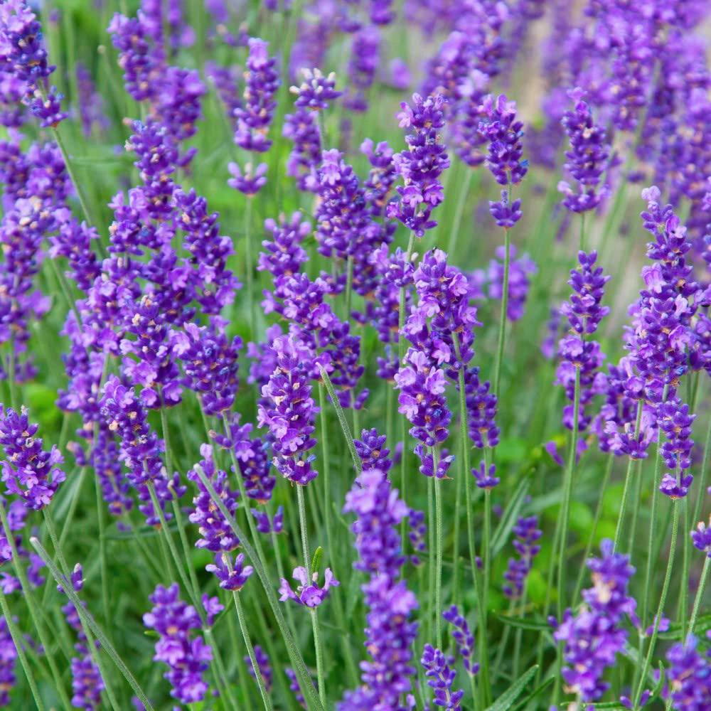 Thompson & Morgan Lavender Munstead Seeds Image