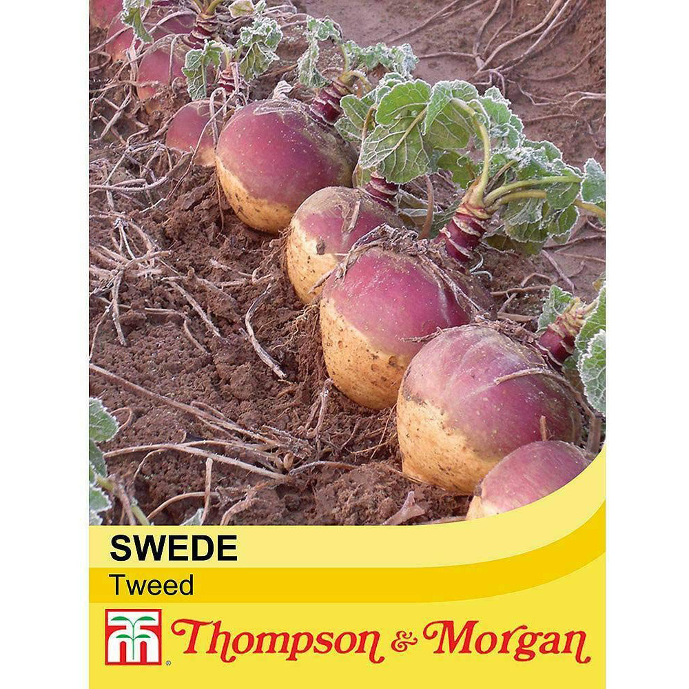 Thompson and Morgan Swede Tweed Seeds Image 2