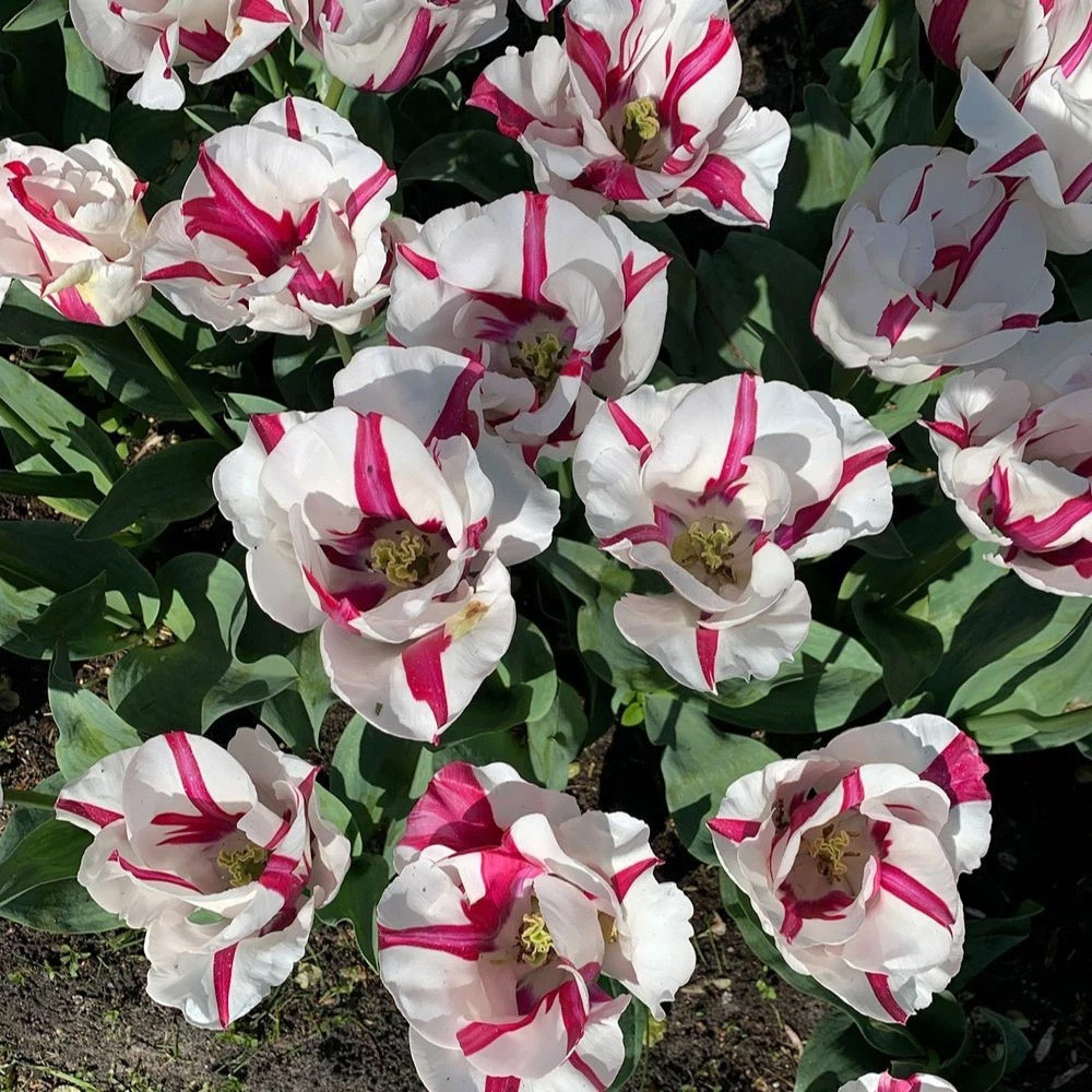 Thompson and Morgan Tulip Alise White and Dark Pink Planting Bulb 16 Pack Image 3