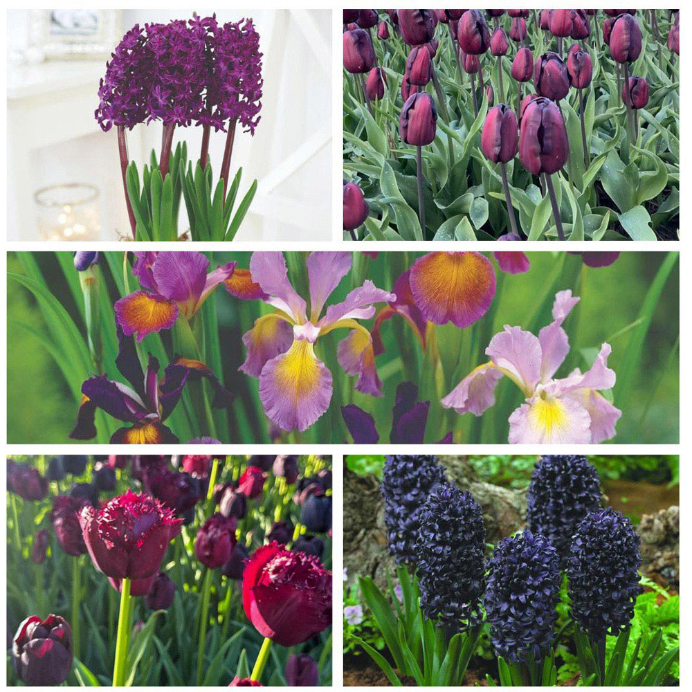 Thompson and Morgan Bulb Dark Collection Planting Bulbs 74 Pack Image 1