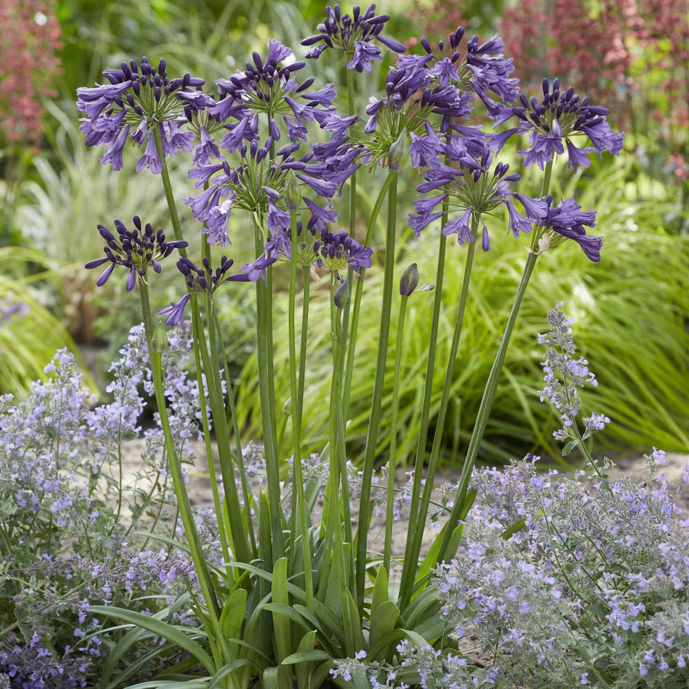 Thompson and Morgan Agapanthus Poppin Purple Plant Pot 9cm 3 Pack Image 3