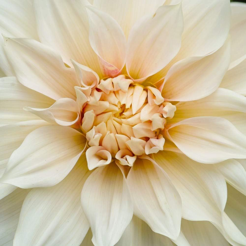 Thompson and Morgan Dahlia Cafe Au Lait 1 Ziro Tuber 3 Pack Image 3
