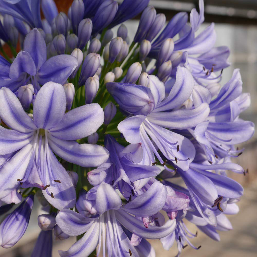 Thompson and Morgan Agapanthus Full Moon Plant Pot 9cm Image 2