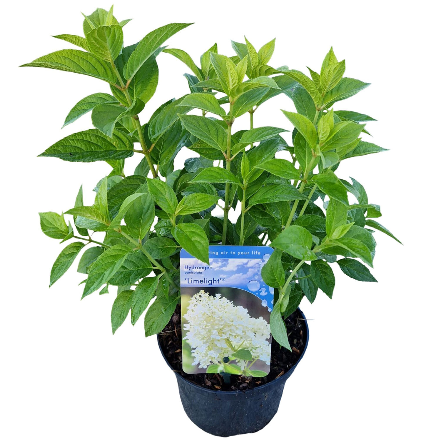Hydrangea Paniculata Limelight 17cm - White Image