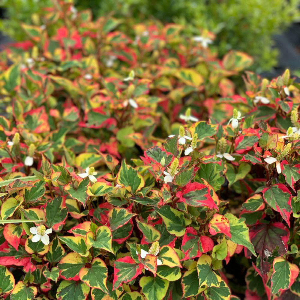 Thompson and Morgan Houttuynia Cordata Chameleon Plant Pot 1L 3 Pack Image 2