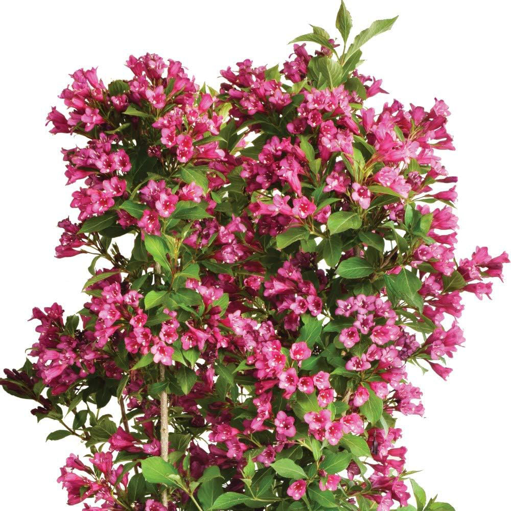 Thompson & Morgan Weigela Towers of Flowers Cherry Plant Pot 9cm Image 2