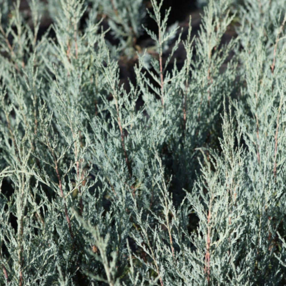 Thompson and Morgan Juniperus Scopulorum Moonglow Plant Pot 9cm Image 1