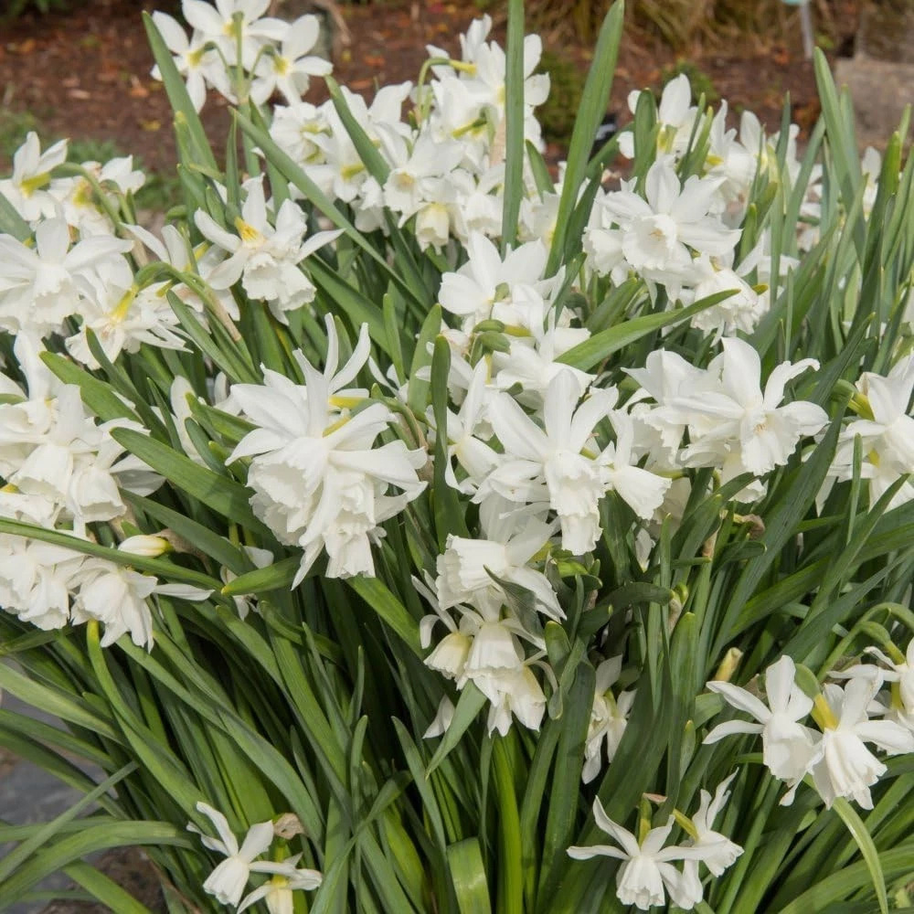 Thompson and Morgan Daffodil Thalia Autumn Planting Bulb 16 Pack Image 2