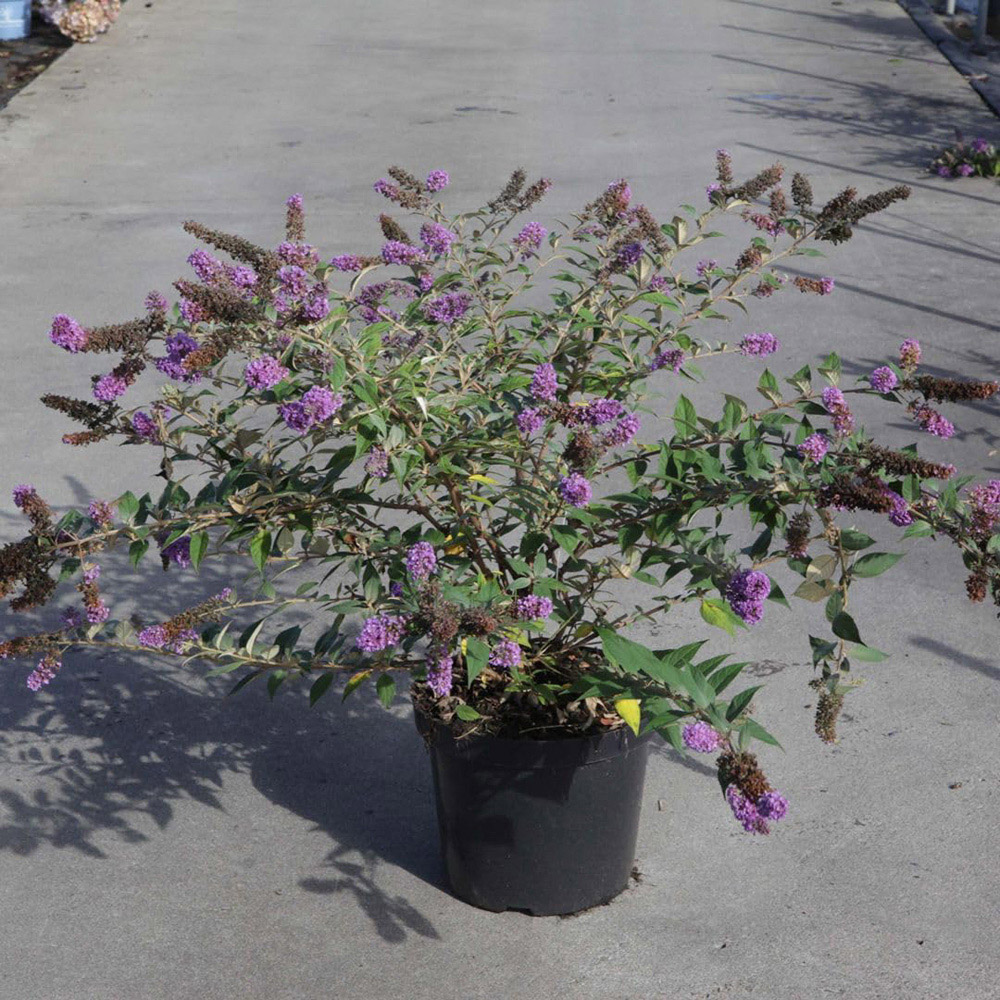 Thompson and Morgan Buddleja Blue Chip Plant Pot 3L 3 Pack Image 2