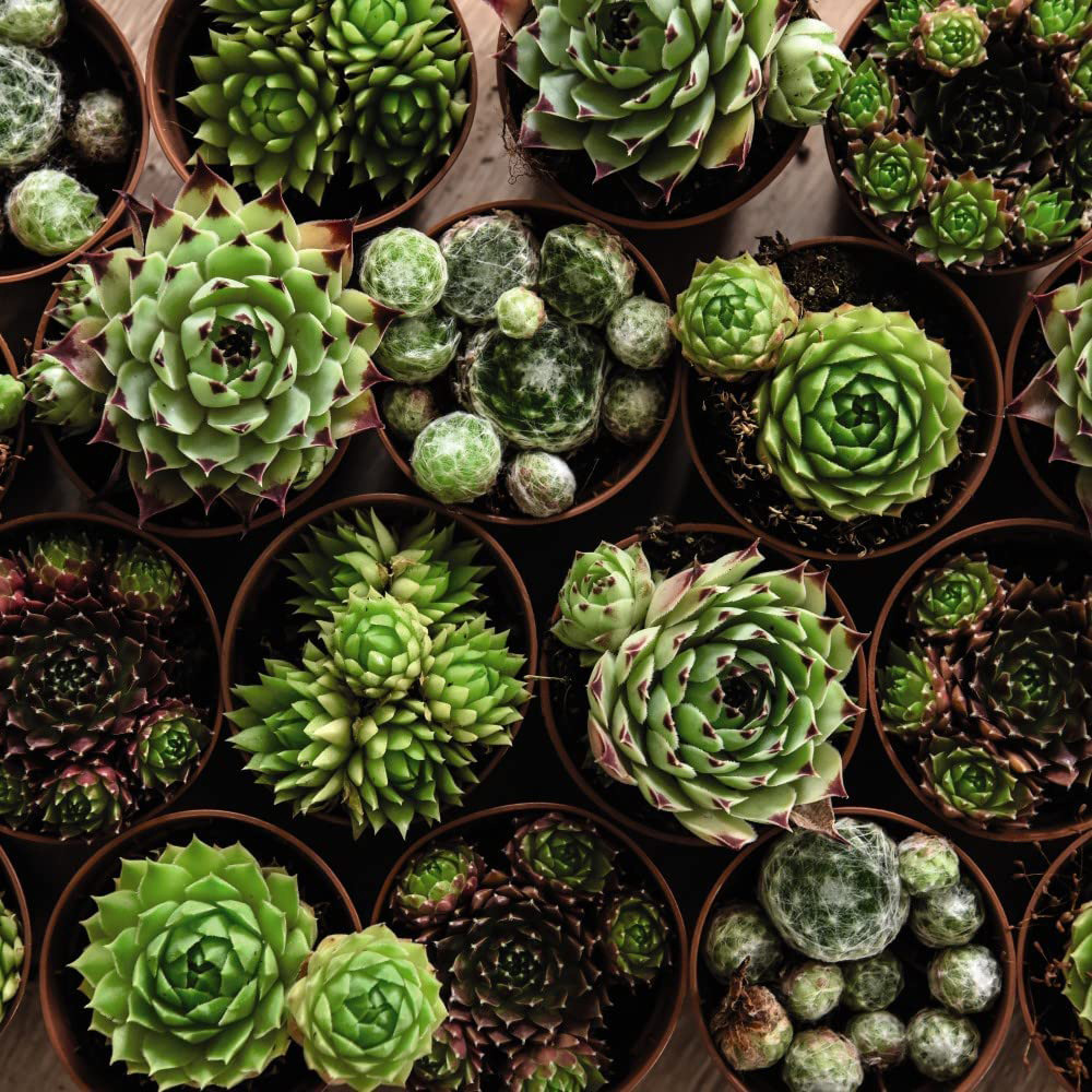 Thompson & Morgan Nurserymans Choice Alpine Mix Jumbo Plant Plug 5 Pack Image 4