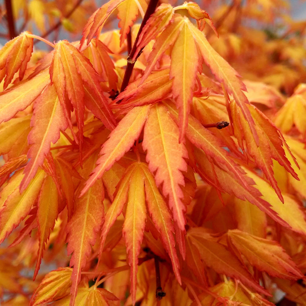 YouGarden Acer Palmatum Katsura Plant Pot Image 2