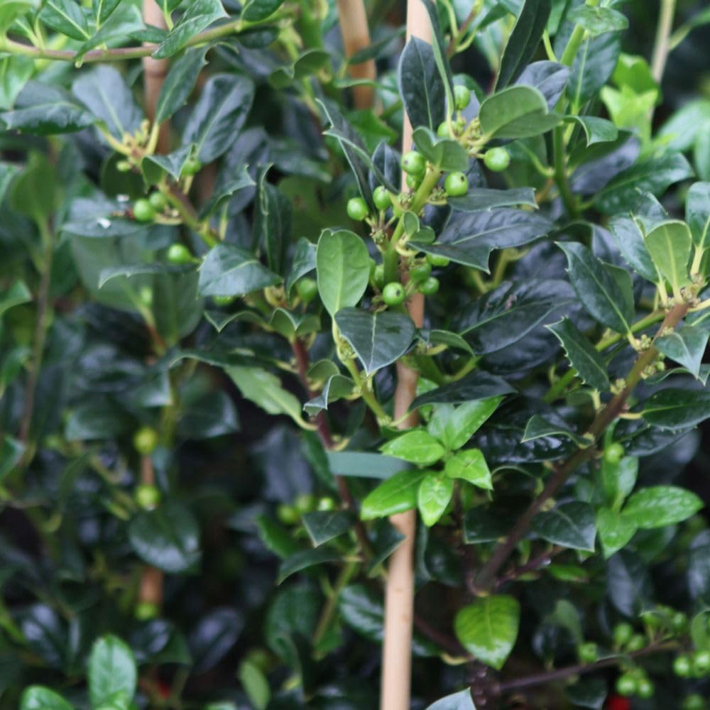 Thompson and Morgan Ilex Aquifolium JC Van Tol Plant Pot 9cm 3 Pack Image 2