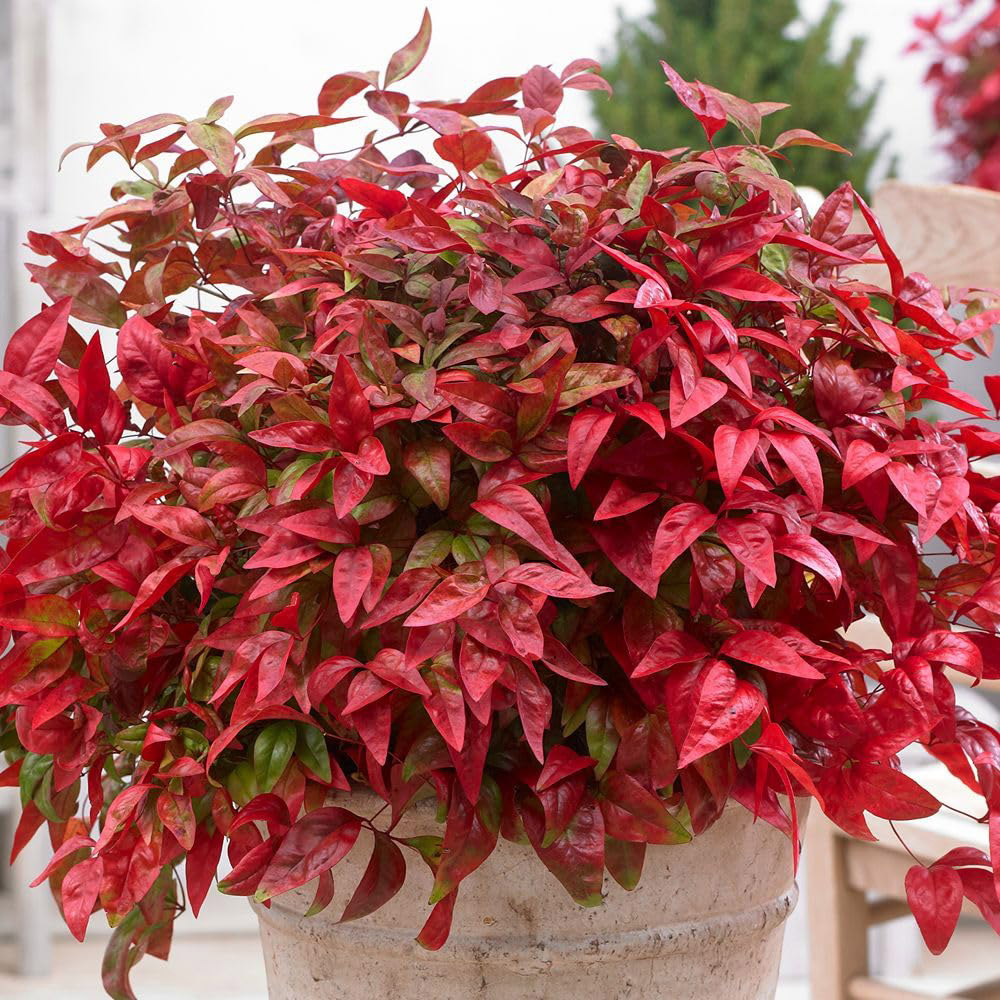 Thompson and Morgan Nandina Duo Plant Pot 9cm 2 Pack Image 2