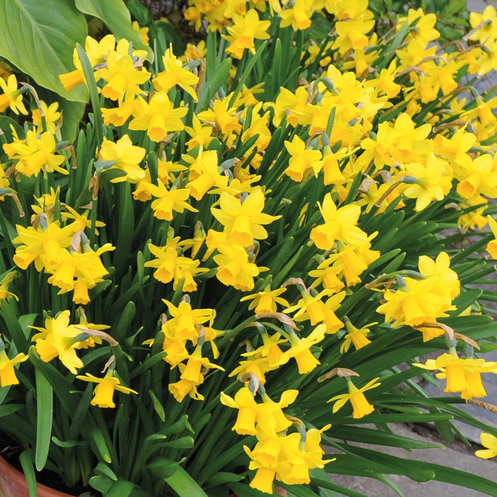 Thompson and Morgan Daffodil Tete-a-Tete Autumn Planting Bulb 80 Pack Image 4