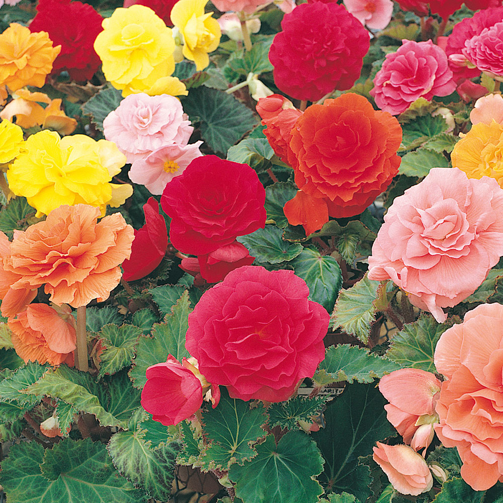 YouGarden Begonia Bonanza Mixed Tuber 30 Pack Image 1