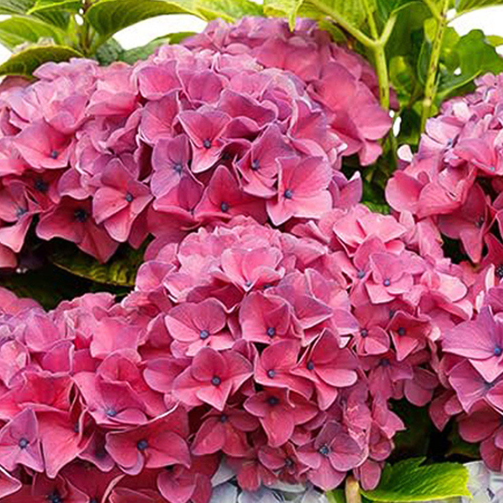 Thompson and Morgan Hydrangea Tabletop Plant Pot 17cm 2 Pack Image 1