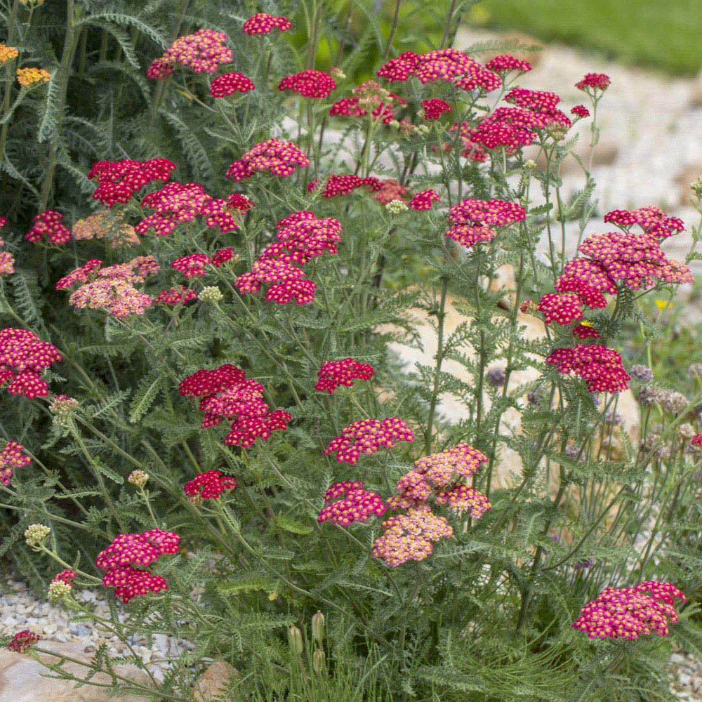 Thompson and Morgan Achillea Millefolium Cerise Queen Plant Pot 3L 2 Pack Image 1