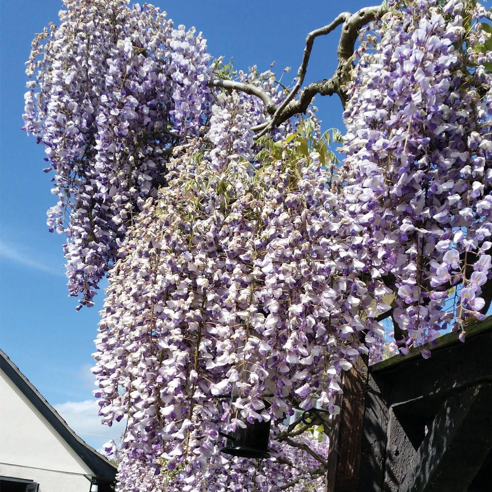 Thompson and Morgan Wisteria Prolific Plant Pot 1.5L 3 Pack Image 4