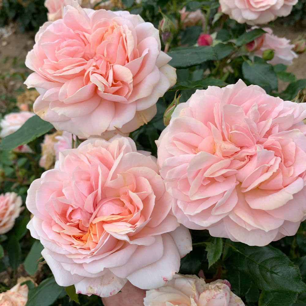 Thompson and Morgan Rose Joie De Vivre Bare Root 2 Pack Image 3