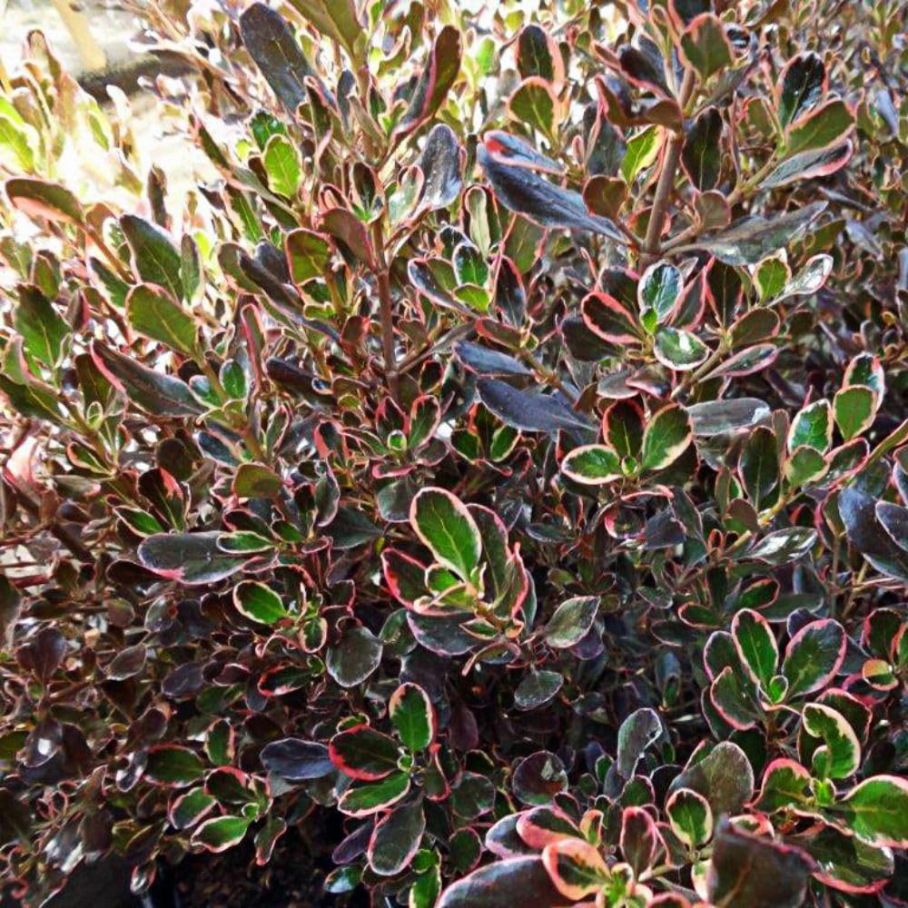 Thompson and Morgan Coprosma Repens Pacific Dawn Plant Pot 3L Image 3