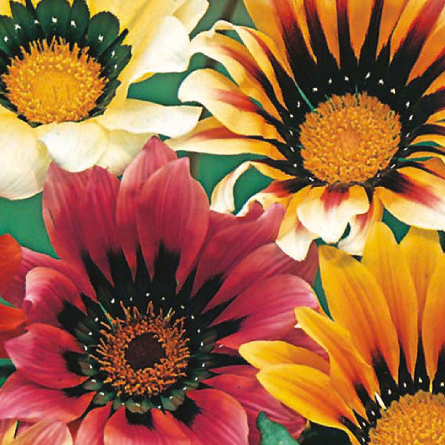 Johnsons Gazania Sunshine Mixed Flower Seeds Image 1