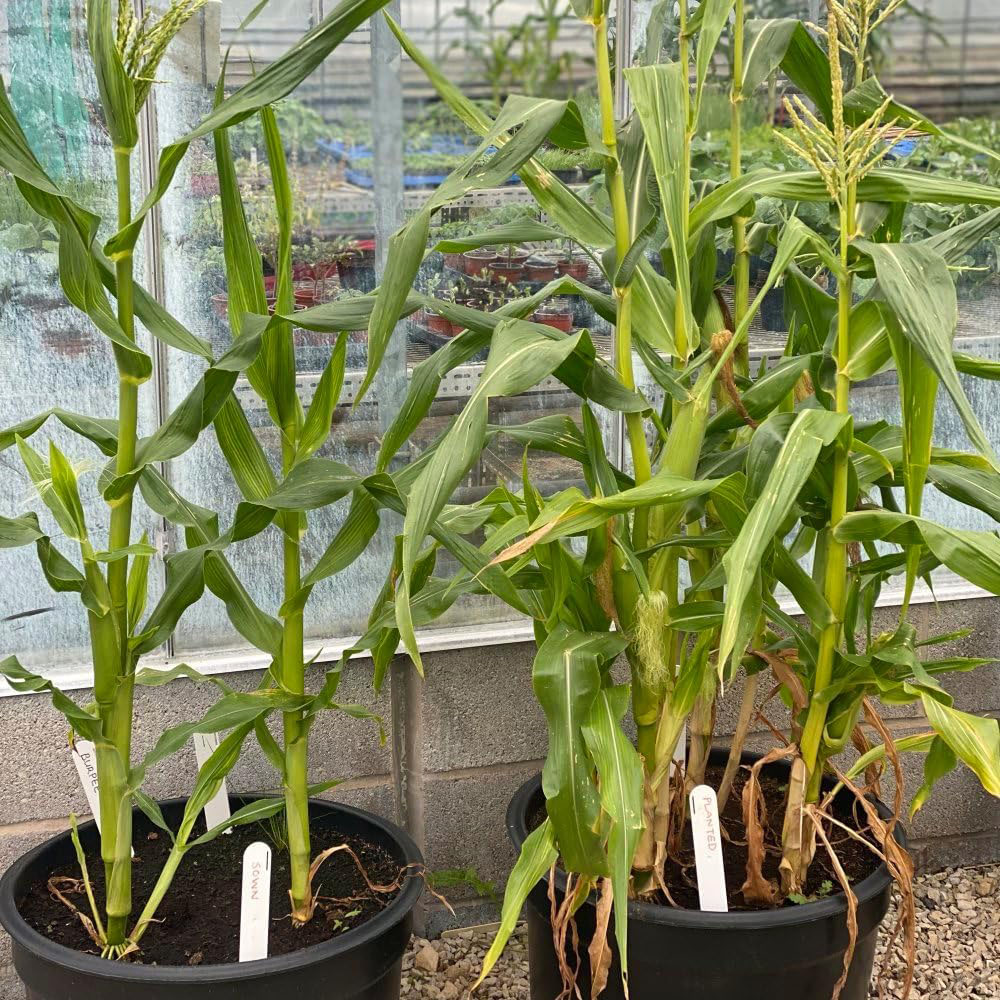 Thompson & Morgan Sweetcorn Pot of Gold F1 20 Seeds Packet Image 2