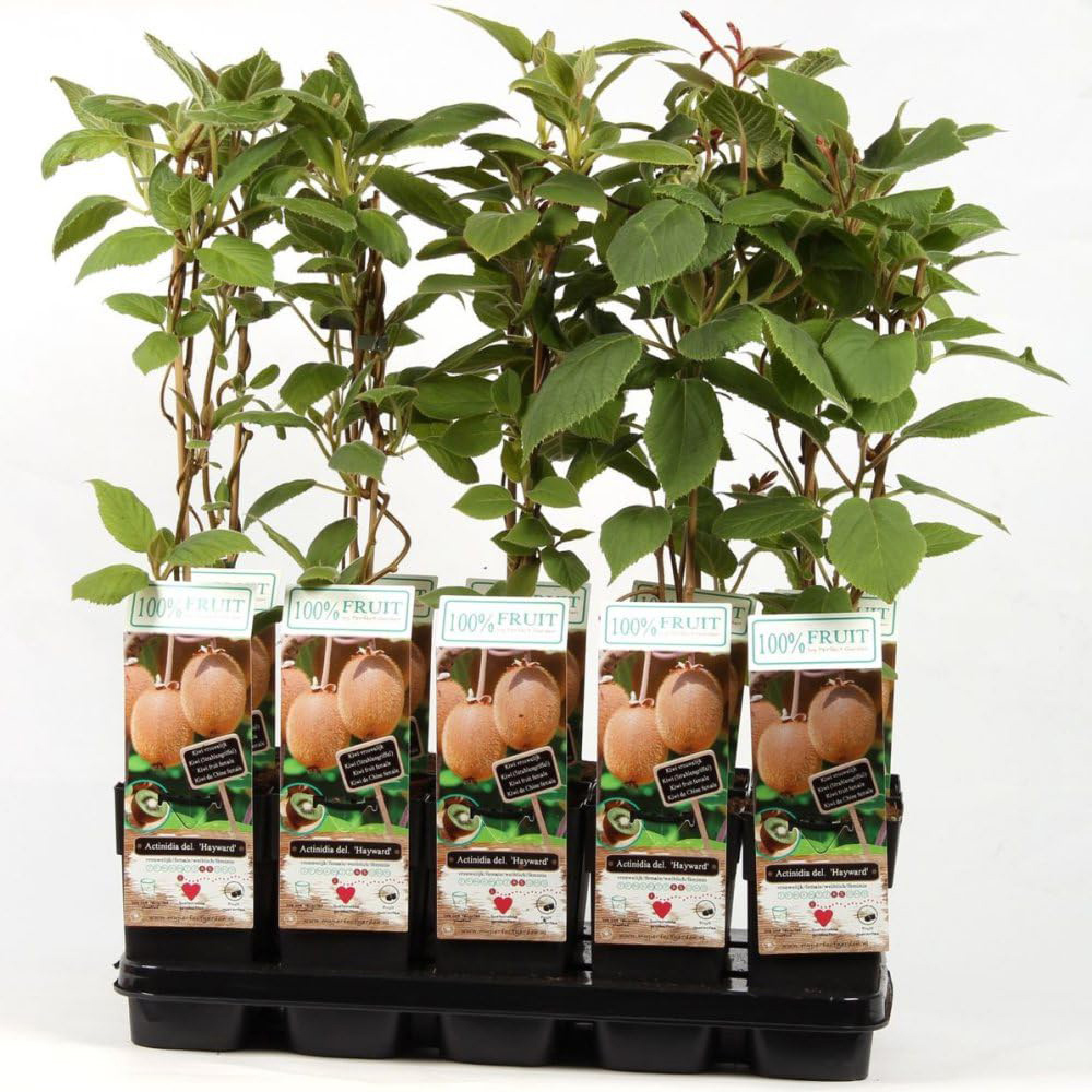 Thompson and Morgan Actinidia Kiwi Deliciosa Hayward Plant Pot 15cm 3 Pack Image 2