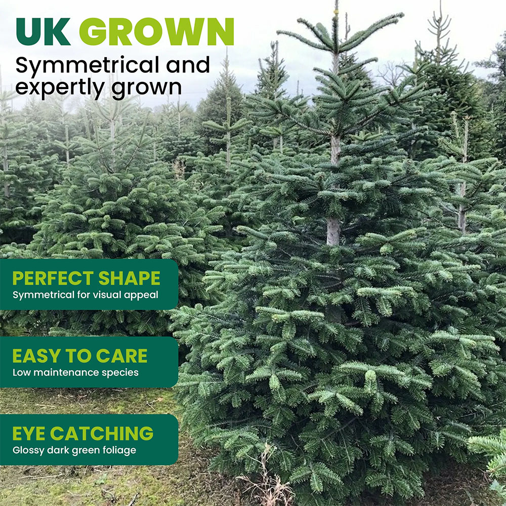 GardenersDream Nordmann Fir Cut Real Christmas Tree 3ft - Delivery 9th - 13th November Image 3