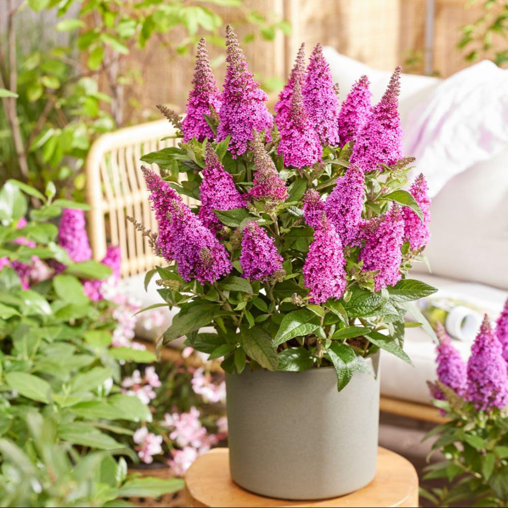 Thompson and Morgan Buddleja Butterfly Candy Little Cerise Plant Pot 3L Image 2