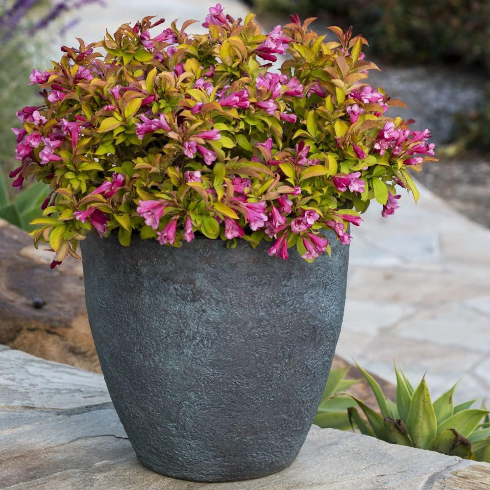 Thompson and Morgan Weigela Magic Carpet Plant Pot 9cm Image 3