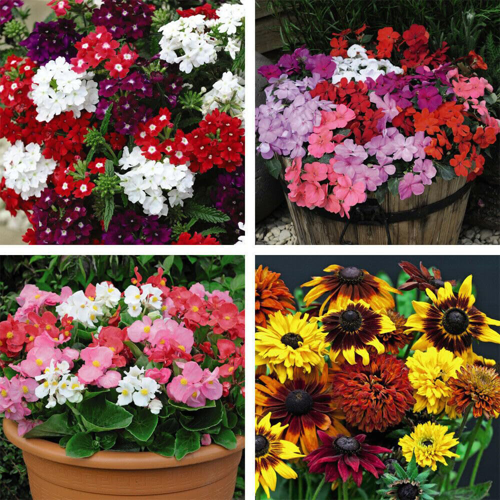 Thompson and Morgan Bumper Garden Collection Plant Plug 72 Pack Image 2