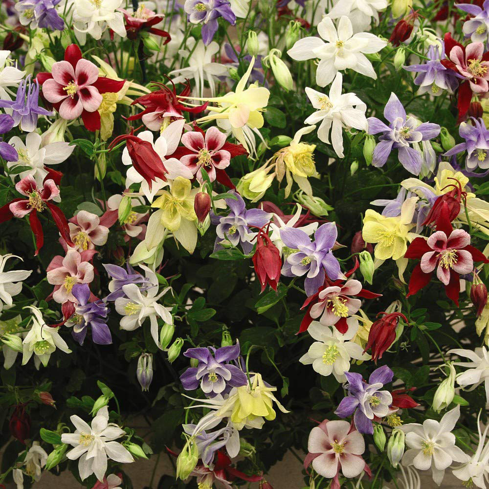 Thompson & Morgan Aquilegia Mckana Hybrids Bare Roots 3 Pack Image 1