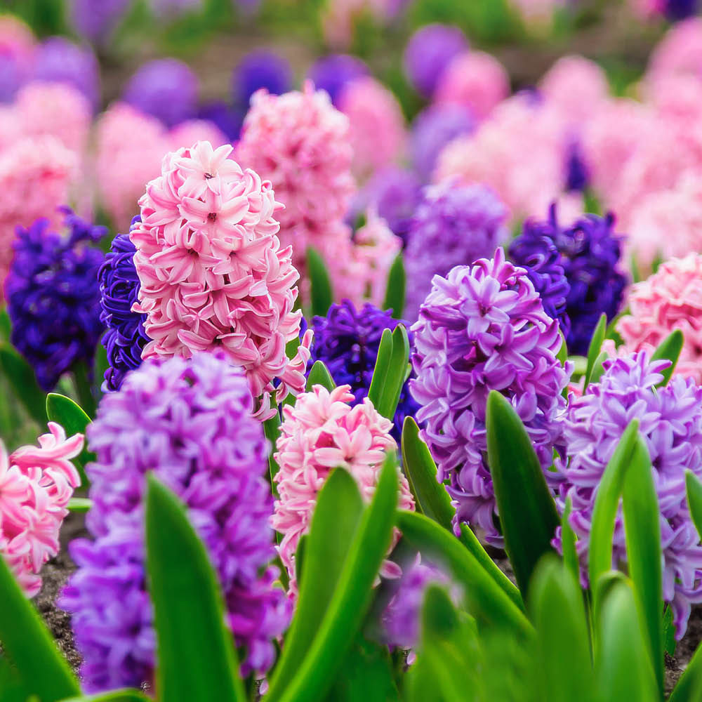 YouGarden Hyacinth Berries and Cream Planting Bulb 20 Pack Image 1