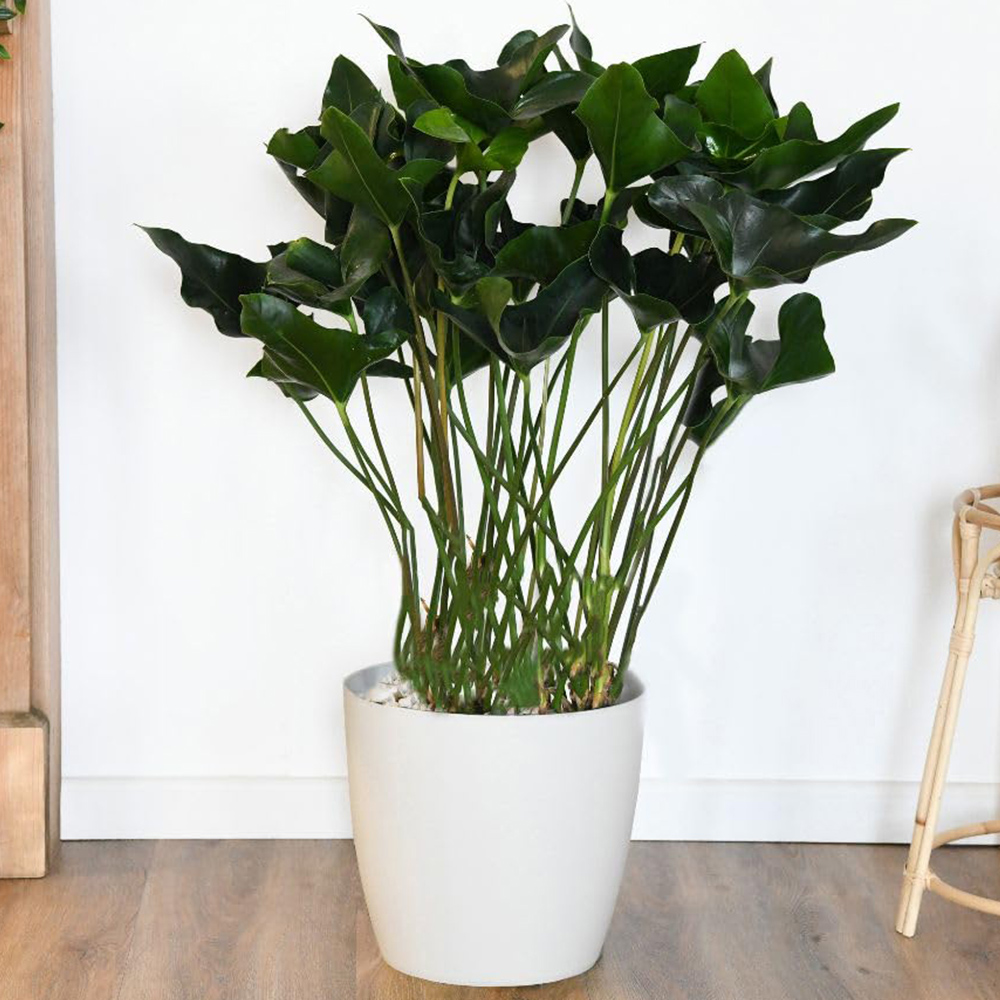 Thompson and Morgan Anthurium Arrow in Hydro Plant Pot 30cm 2 Pack Image 1