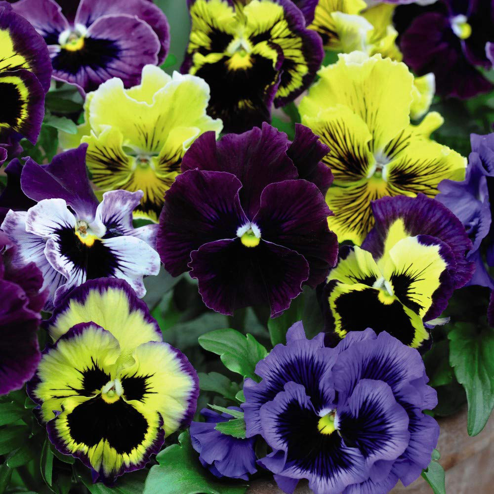 Thompson and Morgan Pansy Frizzle Sizzle Mixed Plant 24 Pack Image 1