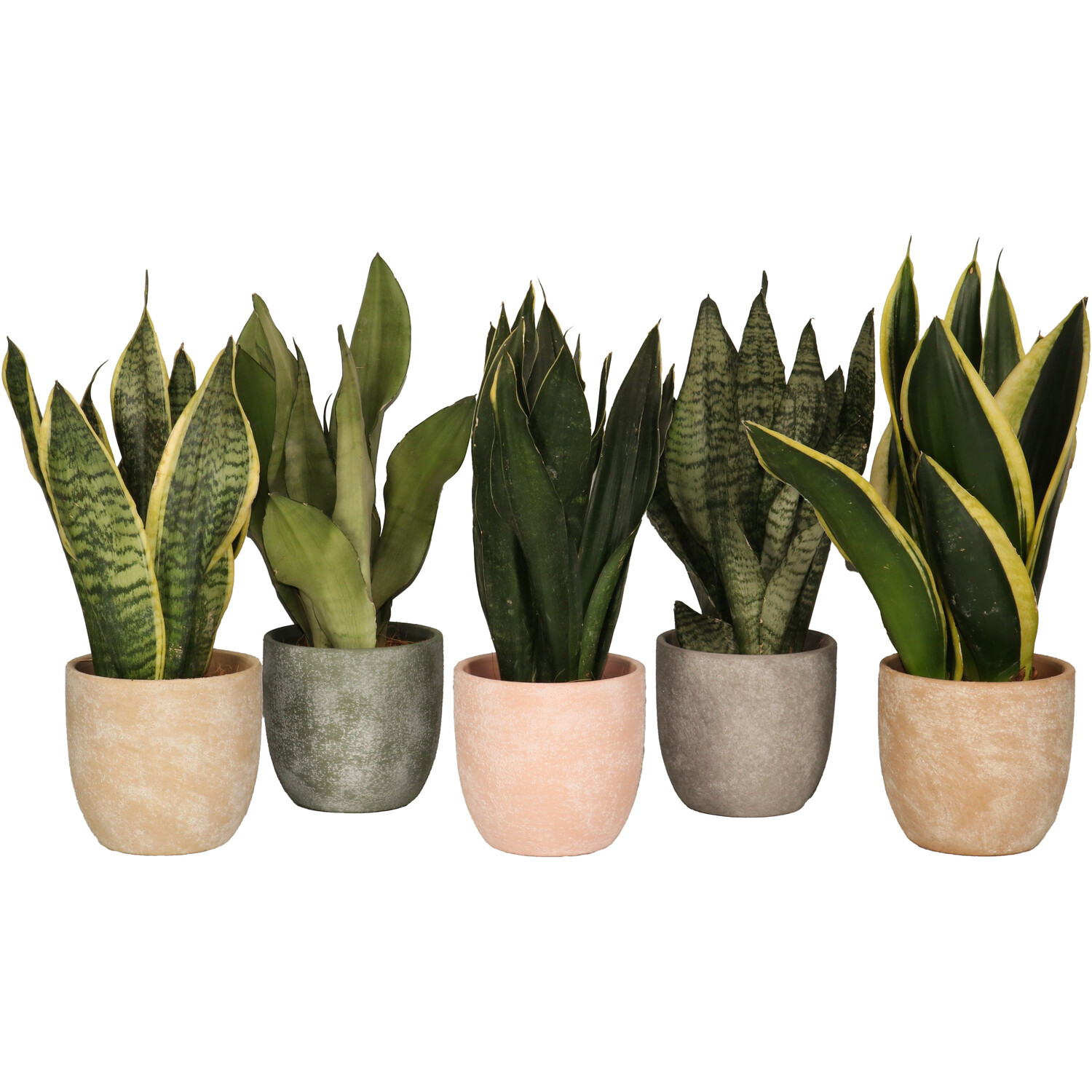 Sansevieria Plant in Rough Ceramic Pot Image