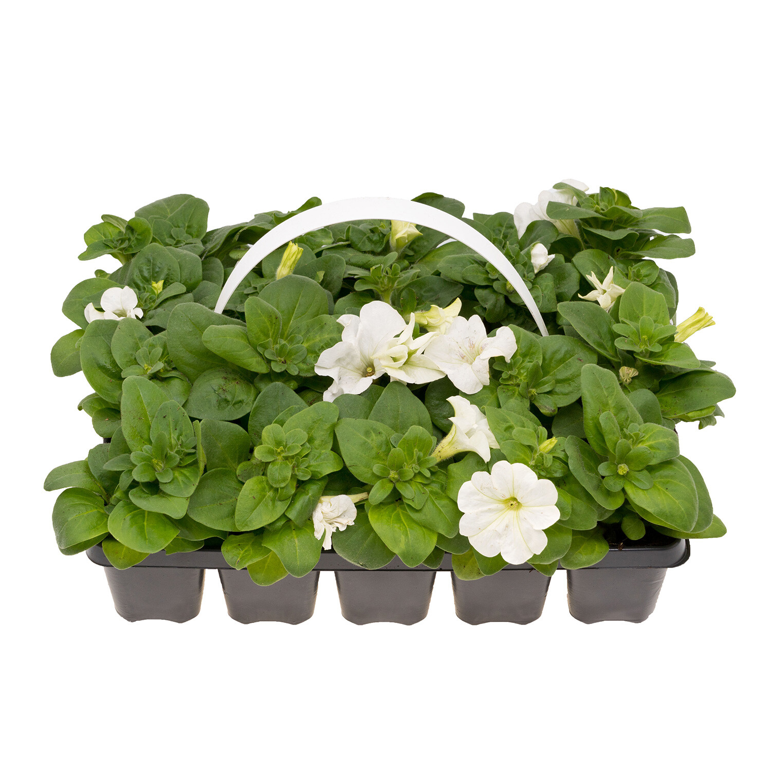 Pack of 20 Petunia Bedding Plants - White Image 1