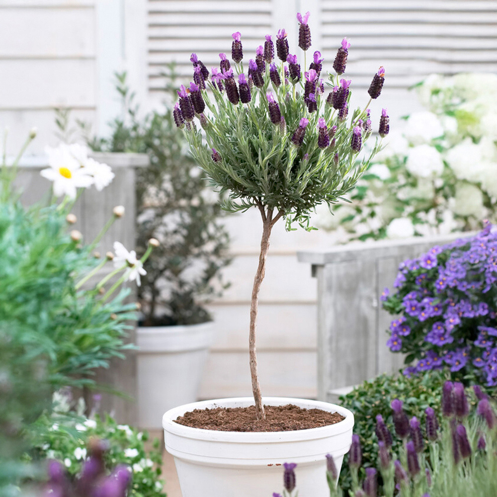 YouGarden Lavender Mini Standard Anouk Plant Pot 12cm Image 2