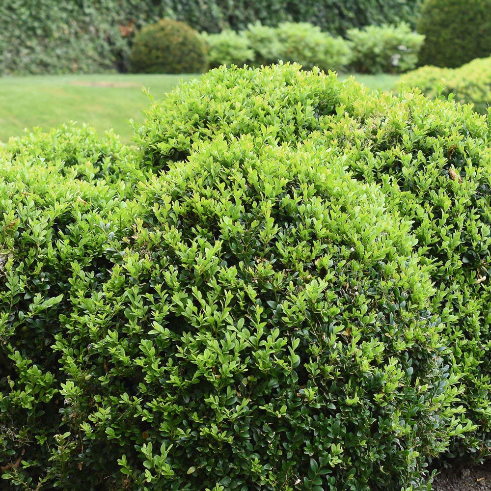 Thompson and Morgan Buxus Sempervirens Plant Pot 9cm 20 Pack Image 3
